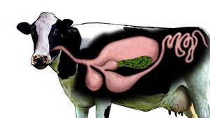Болезни копыт у коров и их лечение