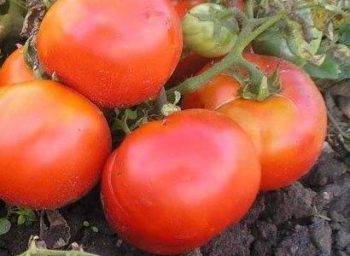Томат «севрюга»: востребованный сорт среди овощеводов