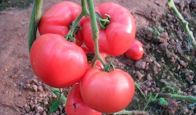 Лучшие сорта томатов черри для теплицы