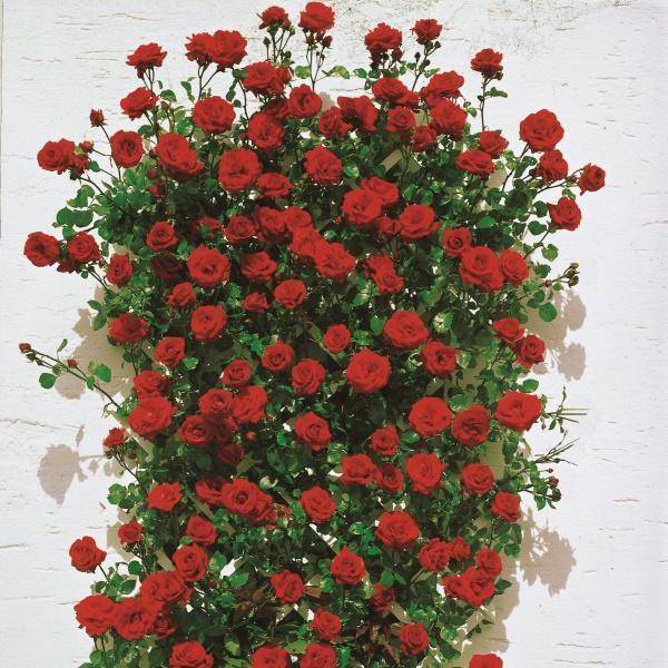 Лучшие сорта красных плетистых роз — фото-каталог