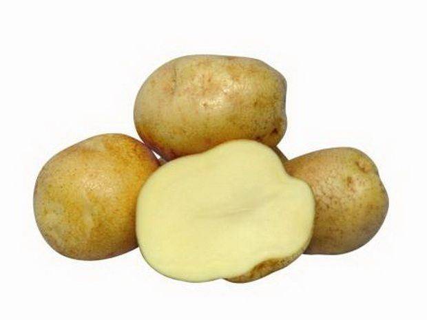 Картофель "венета": описание  сорта, характеристики и фото