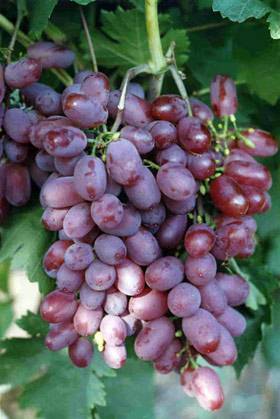 Виктория – один из самых вкусных сортов винограда