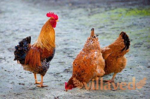Карликовые породы кур (40 фото): описание мини-мясных цыплят. как называются маленькие породы несушек?