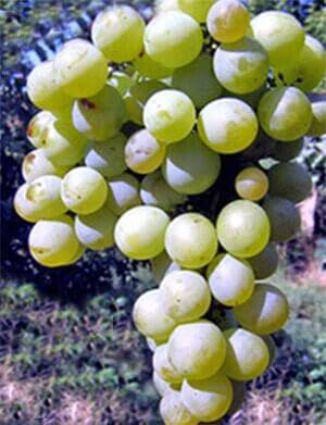 Особенности сорта винограда благовест