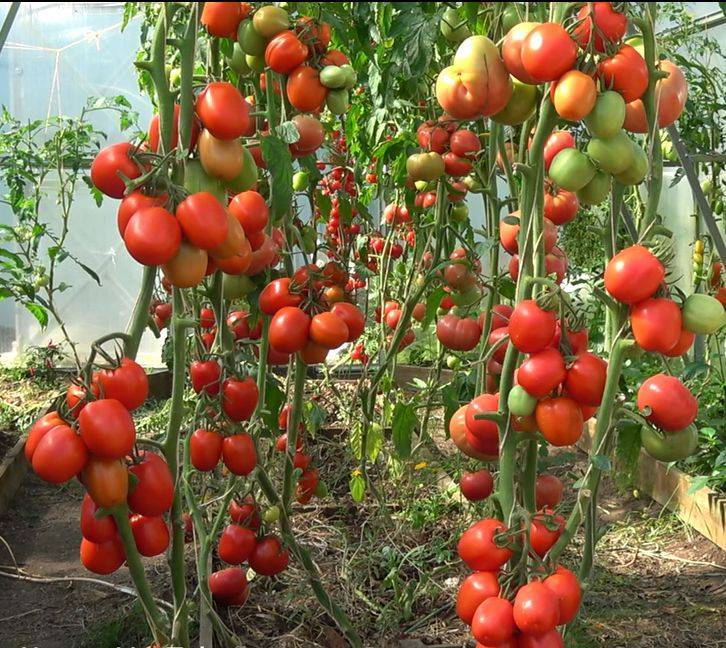 Вкуснейший гибрид для истинных гурманов — томат «великосветский»: знакомимся с видом и пробуем его вырастить