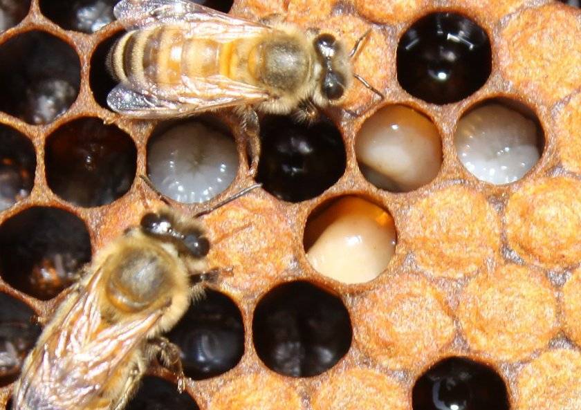 Всё что нужно знать о пчелином расплоде