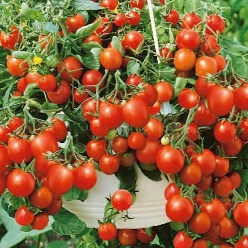Наслаждайтесь томатами «балконное чудо» круглый год! как вырастить в домашних условиях из семян и все тонкости выращивания помидоров