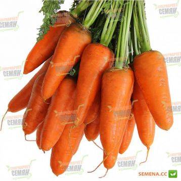 Морковь нарбонне f1 — описание сорта, фото, отзывы, посадка и уход