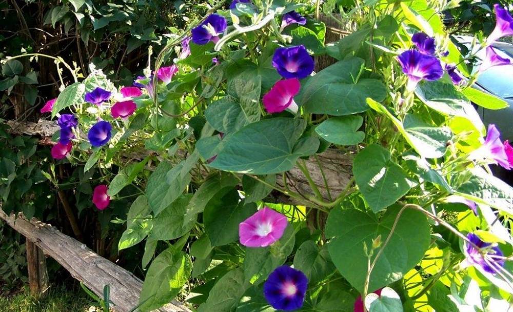 8 красивых ампельных растений для сада