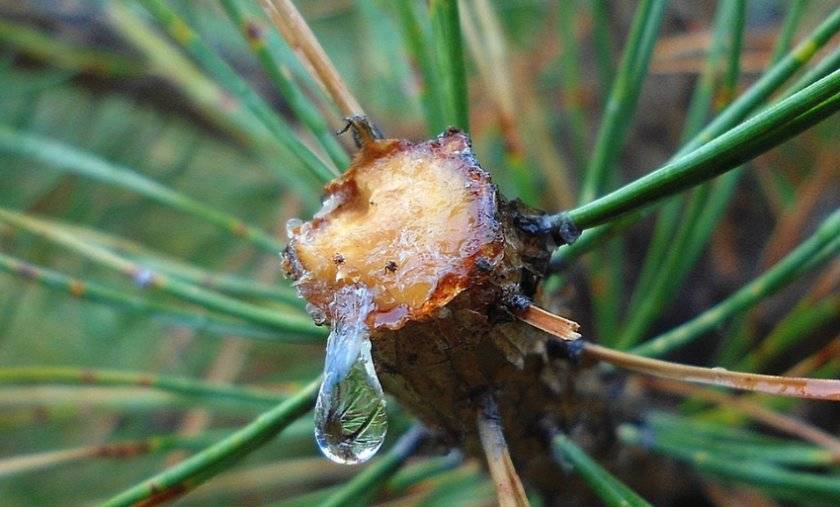 Живица кедровая: лечебные свойства и противопоказания, на масле, с прополисом, медом