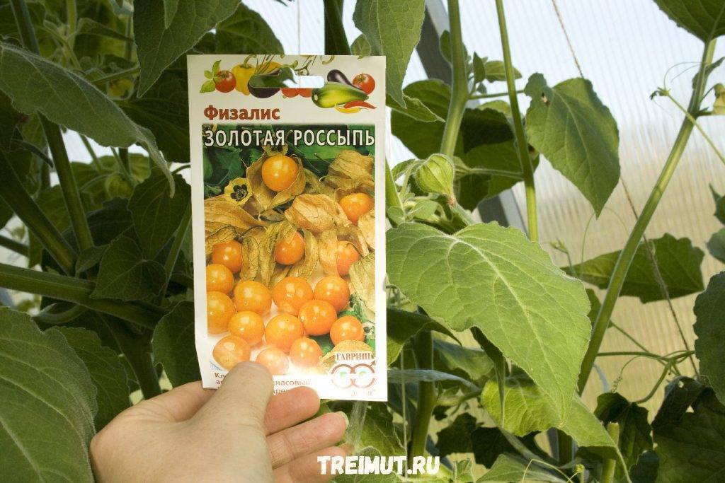 Мексиканский помидор в ярком фонарике, или как вырастить овощной физалис