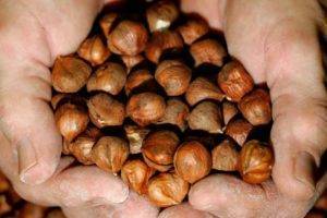 Как прорастить и посадить кедр из орешка в домашних условиях