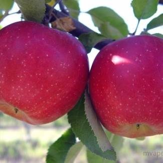 Яблоня белорусская малиновая: описание сорта и его характеристики, выращивание и уход, болезни и вредители