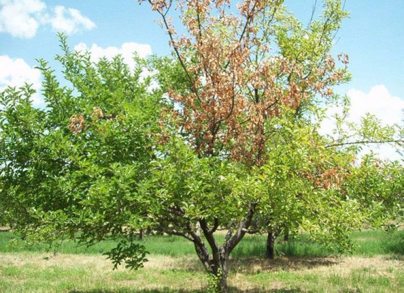 Болезни абрикосовых деревьев и их лечение