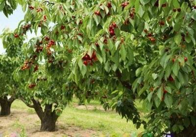 Как размножить вишню: основные способы размножения, советы по уходу и выращиванию вишневого дерева (95 фото)