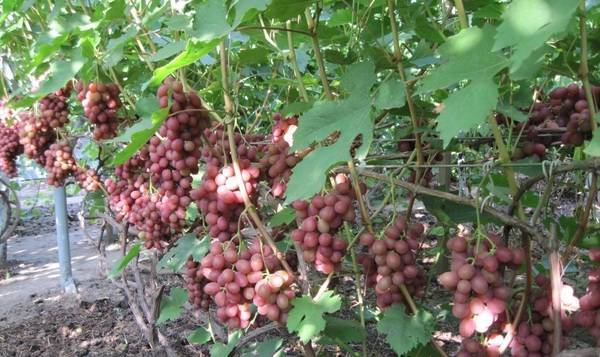 Описание винограда сорта гурман — технология выращивания