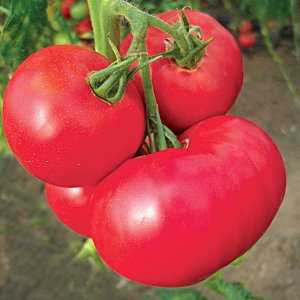 Томат «кукла маша» f1: описание сорта, особенности выращивания и профилактика болезней помидоры