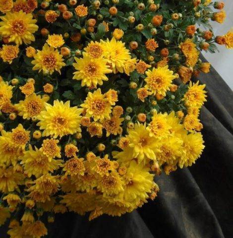 Хризантема садовая — посадка и выращивание