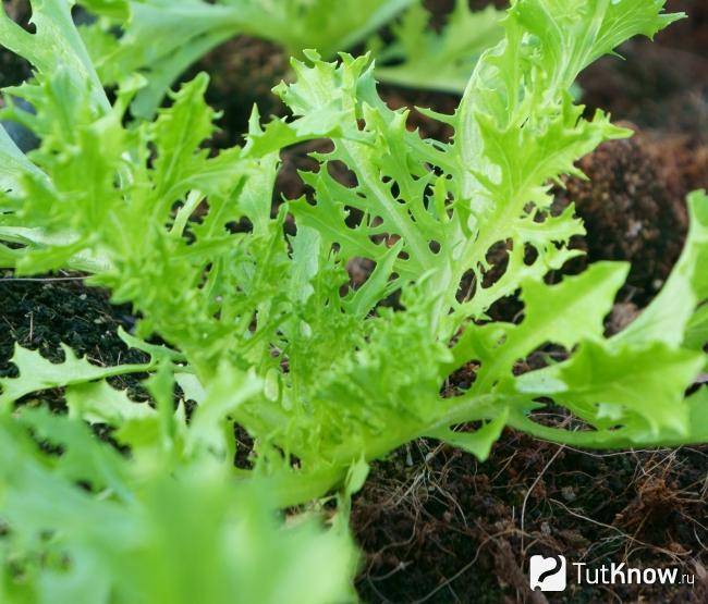 Выращивание японской капусты: обзор сортов, особенности ухода, полезные свойства