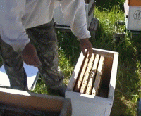 Пчелопакеты: что это такое, виды, как пересадить пчел в улей