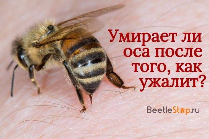 Сколько глаз у пчелы?