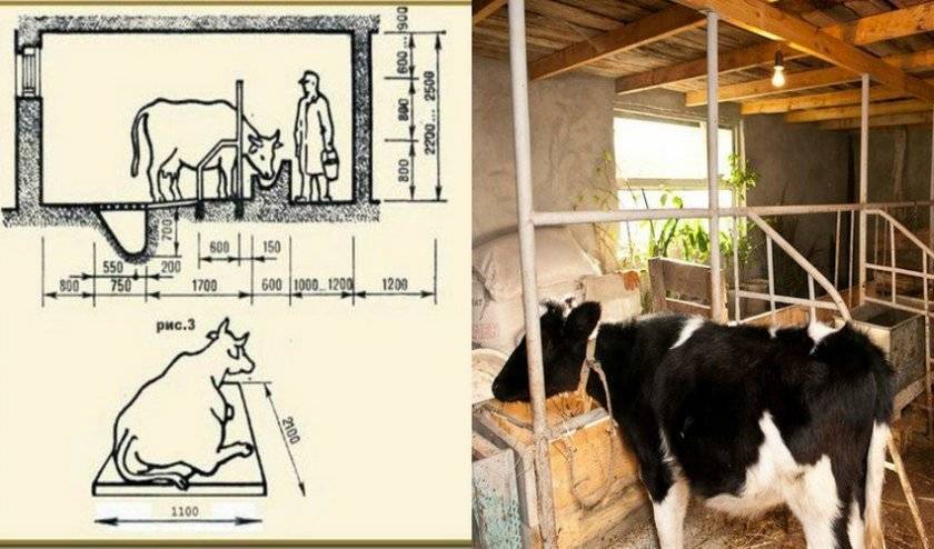 Как построить стойло для быков своими руками