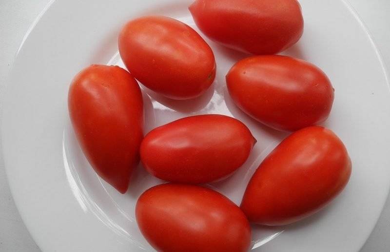 Выращиваем крупные, неприхотливые помидоры сорта «сибирская тройка»