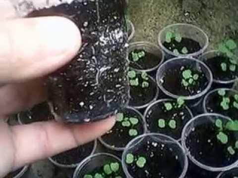 Руккола – выращивание из семян в открытом грунте, в теплице, на подоконнике