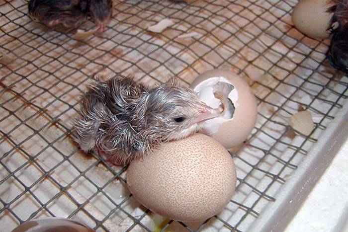 Инкубация цесарок: особенности подготовки инкубационных яиц, таблица оптимальной температуры, нормы режима инкубации