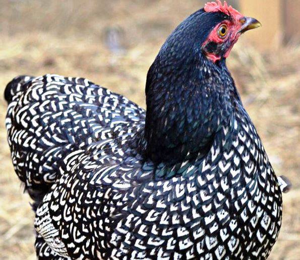Как выглядят на фото цыплята кохинхин и каковы особенности выращивания птиц данной породы?