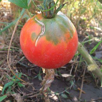 Как и чем нужно опрыскивать томаты летом