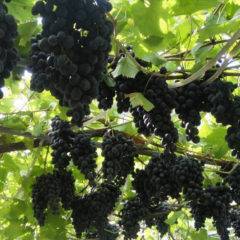 Особенности винограда молдова: описание сорта и нюансы агротехники