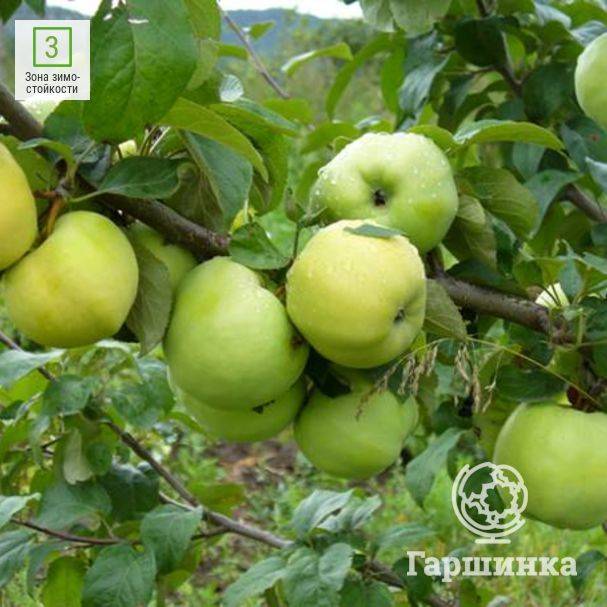 Описание и тонкости выращивания яблони антоновка