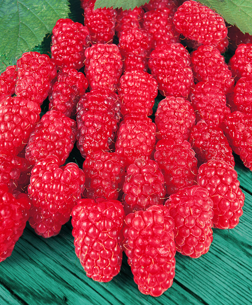 Малина сорт зева: нежные ягоды до самых заморозков