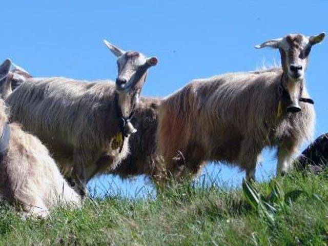 Камерунский карликовые козы: описание породы, условия содержания, характеристики и фото