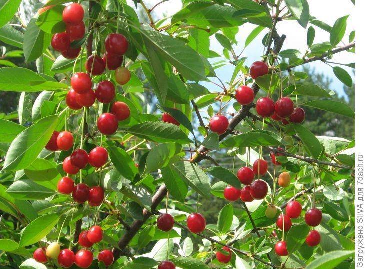 Самоплодные сорта вишни: ворончихиной, хуторянка, виктория и другие