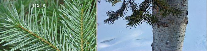 Чем ель отличается от елки? 14 фото это разные деревья или нет? отличия по размеру иголок и другим параметрам