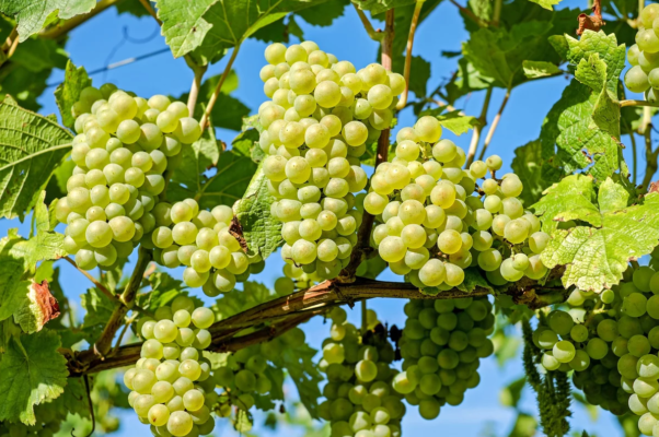 Неприхотливый и устойчивый виноград «русбол»