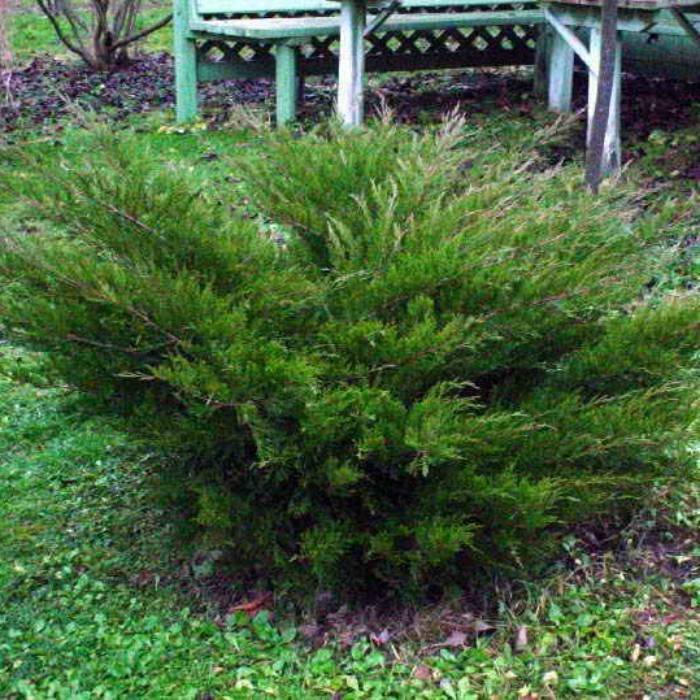 Можжевельник скальный (juniperus scopulorum)