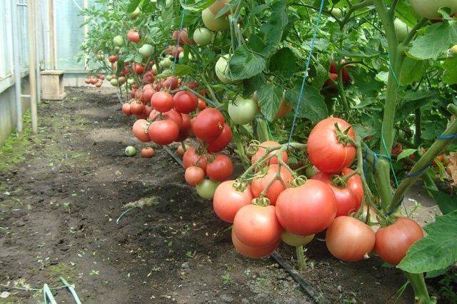 Лучшие новые сорта и гибриды томатов для теплицы и открытого грунта
