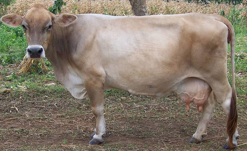 Герефордская порода домашних коров