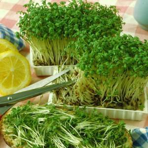 Кресс салат на подоконнике: как выращивать самостоятельно - 3 лучших способа!