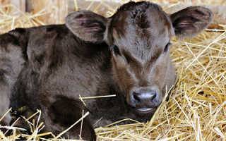 Гастроэнтерит у телят и коров: причины, симптомы, лечение, профилактика