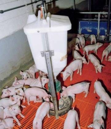 Опорос свиней — подготовка, подробное описание процесса, дальнейший уход