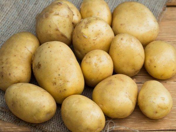 Сорт картофеля колобок: описание и характеристика, отзывы