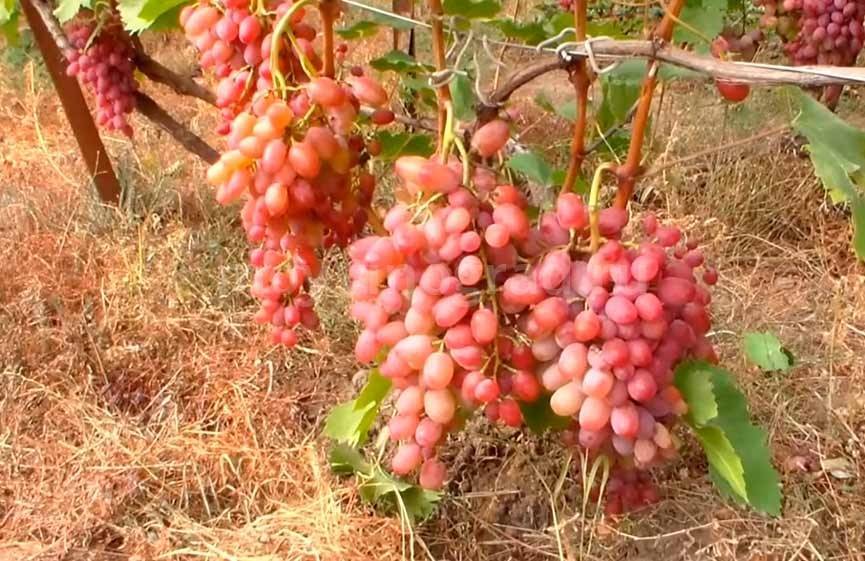 Описание и характеристики сорта винограда гелиос, плодоношение и особенности ухода