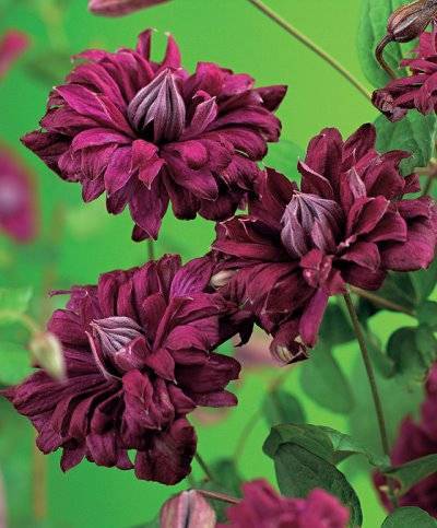 Описание клематиса сорта пурпуреа плена элеганс, выращивание и обрезка