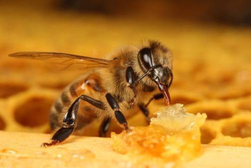 Кормление пчел