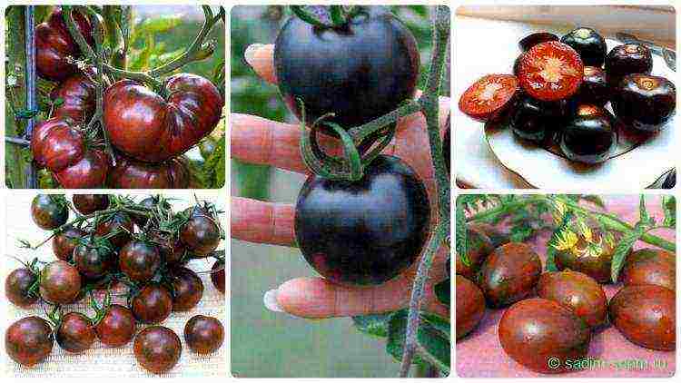 Лучшие сорта черных томатов: красота и польза в одном флаконе!