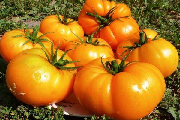 Томат «оранжевая клубника»: вкусный оранжевый гигант